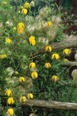 Tangutica Yellow Clematis - 1 Gallon Pot -Plant Sale Shop clematis tangutica 4