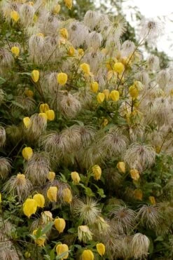 Tangutica Yellow Clematis - 1 Gallon Pot -Plant Sale Shop clematis tangutica flowers and seedheads