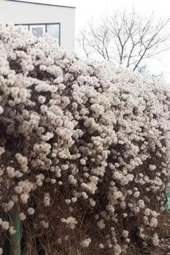 Tangutica Yellow Clematis - 1 Gallon Pot -Plant Sale Shop clematis tangutica seedheads winter