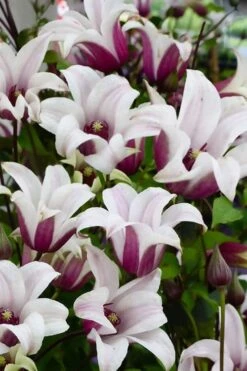 Princess Kate Clematis - 1 Gallon Pot -Plant Sale Shop clematis texensis princess kate 14