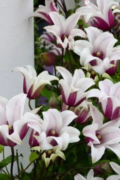 Princess Kate Clematis - 1 Gallon Pot -Plant Sale Shop clematis texensis princess kate 15