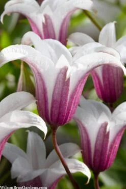 Princess Kate Clematis - 1 Gallon Pot -Plant Sale Shop clematis texensis princess kate 23