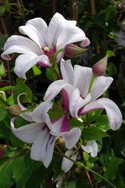 Princess Kate Clematis - 1 Gallon Pot -Plant Sale Shop clematis texensis princess kate 5