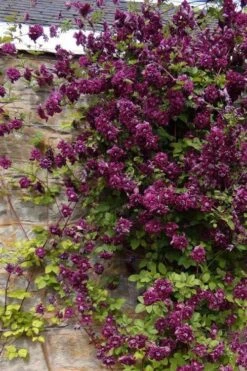Purpurea Plena Elegans Clematis - 1 Gallon Pot -Plant Sale Shop clematis viticella purpurea plena elegans 1