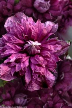 Purpurea Plena Elegans Clematis - 1 Gallon Pot -Plant Sale Shop clematis viticella purpurea plena elegans 8