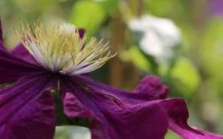 Warsaw Nike Clematis - 1 Gallon Pot -Plant Sale Shop clematis warsaw nike 10