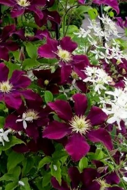 Warsaw Nike Clematis - 1 Gallon Pot -Plant Sale Shop clematis warsaw nike 11