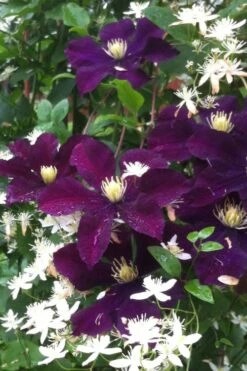Warsaw Nike Clematis - 1 Gallon Pot -Plant Sale Shop clematis warsaw nike 12