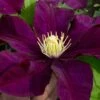 Warsaw Nike Clematis - 1 Gallon Pot -Plant Sale Shop clematis warsaw nike 15