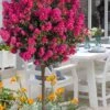 Berry Dazzle Dwarf Crape Myrtle (Single-Trunk Topiary) - 7 Gallon Pot -Plant Sale Shop crape myrtle berry dazzle tree form topiary standard 1