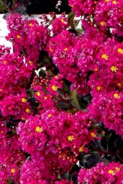 Berry Dazzle Dwarf Crape Myrtle (Single-Trunk Topiary) - 7 Gallon Pot -Plant Sale Shop crape myrtle berry dazzle tree form topiary standard 2