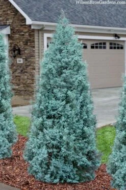Blue Ice Arizona Cypress - 7 Gallon Pot (5-6') -Plant Sale Shop cupressus arizonica blue ice cypress 101