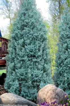 Blue Ice Arizona Cypress - 7 Gallon Pot (5-6') -Plant Sale Shop cupressus arizonica blue ice cypress 103
