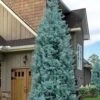 Blue Ice Arizona Cypress - 7 Gallon Pot (5-6') -Plant Sale Shop cupressus arizonica blue ice cypress 104