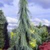 Raywood Weeping Arizona Cypress - 6 Gallon Pot -Plant Sale Shop cupressus arizonica raymonds weeping arizona cypress 1
