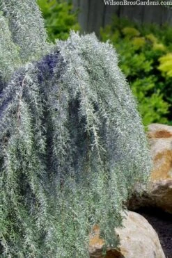 Raywood Weeping Arizona Cypress - 6 Gallon Pot -Plant Sale Shop cupressus arizonica raymonds weeping arizona cypress 3