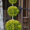 Goldcrest Monterey Lemon Cypress - 3-Ball Poodle Tier Topiary - 2 Gallon Pot -Plant Sale Shop cypress goldcrest monterey poodle tier 1