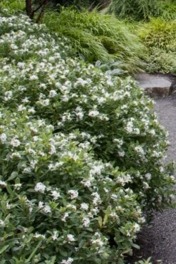 Jim's Pride White Summer Daphne - Daphne X Transatlantica - 2 Gallon Pot -Plant Sale Shop daphne jims pride 1