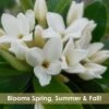Jim's Pride White Summer Daphne - Daphne X Transatlantica - 2 Gallon Pot -Plant Sale Shop daphne jims pride 15