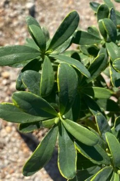 Splash Variegated Summer Daphne - 1 Gallon Pot -Plant Sale Shop daphne splash summer daphne 1