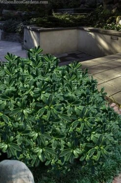 Splash Variegated Summer Daphne - 1 Gallon Pot -Plant Sale Shop daphne splash variegated summer daphne 6