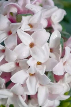 Splash Variegated Summer Daphne - 1 Gallon Pot -Plant Sale Shop daphne splash variegated summer daphne 7