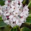 Splash Variegated Summer Daphne - 1 Gallon Pot -Plant Sale Shop daphne splash variegated summer daphne 8