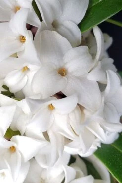 White Perfume Princess Winter Daphne - 2 Gallon Pot -Plant Sale Shop daphne white perfume princess 3