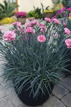 Pinball Wizard Dianthus - 1 Gallon Pot -Plant Sale Shop dianthus pinball wizard 10