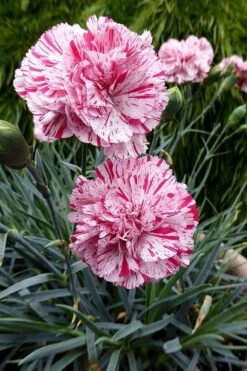 Pinball Wizard Dianthus - 1 Gallon Pot -Plant Sale Shop dianthus pinball wizard 4