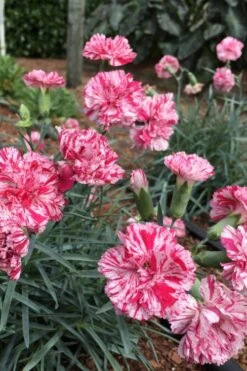 Pinball Wizard Dianthus - 1 Gallon Pot -Plant Sale Shop dianthus pinball wizard 5