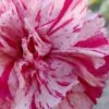 Pinball Wizard Dianthus - 1 Gallon Pot 2 Pinball Wizard Dianthus - 1 Gallon Pot -Plant Sale Shop dianthus pinball wizard 6