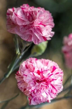 Pinball Wizard Dianthus - 1 Gallon Pot -Plant Sale Shop dianthus pinball wizard 7