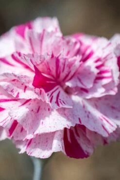 Pinball Wizard Dianthus - 1 Gallon Pot -Plant Sale Shop dianthus pinball wizard 8