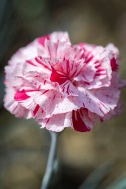 Pinball Wizard Dianthus - 1 Gallon Pot -Plant Sale Shop dianthus pinball wizard 9
