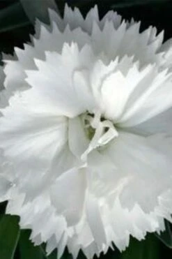 Super Trouper White Dianthus - 5 Pack Of Quart Pots -Plant Sale Shop dianthus super trouper white 500x750 1