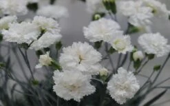 Super Trouper White Dianthus - 5 Pack Of Quart Pots -Plant Sale Shop dianthus supertrouper white carnations 2