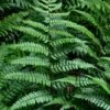 Champions Wood Fern (Dryopteris Championii) - 1 Gallon Pot -Plant Sale Shop dryopteris championii champions wood fern 1