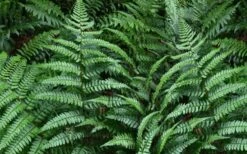 Champions Wood Fern (Dryopteris Championii) - 1 Gallon Pot -Plant Sale Shop dryopteris championii champions wood fern 2