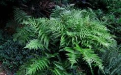 Champions Wood Fern (Dryopteris Championii) - 1 Gallon Pot -Plant Sale Shop dryopteris championii champions wood fern 6