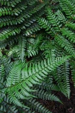 Champions Wood Fern (Dryopteris Championii) - 1 Gallon Pot -Plant Sale Shop dryopteris championii champions wood fern 7