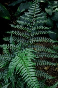Champions Wood Fern (Dryopteris Championii) - 1 Gallon Pot -Plant Sale Shop dryopteris championii champions wood fern 8