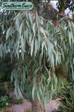 Angus Cold Hardy Eucalyptus Tree (Eucalyptus Nicholii) - Quart Pot -Plant Sale Shop eucalyoptus nicholii angus 1 1