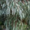 Angus Cold Hardy Eucalyptus Tree (Eucalyptus Nicholii) - 1 Gallon Pot -Plant Sale Shop eucalyoptus nicholii angus 1 2