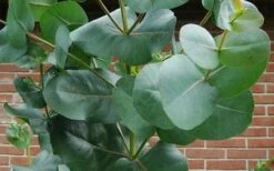 Big O Cold Hardy Eucalyptus Tree (Eucalyptus Neglecta) - 3 Quart Pot 16 Big O Cold Hardy Eucalyptus Tree (Eucalyptus Neglecta) - 3 Quart Pot -Plant Sale Shop eucalyptus bigo leaves