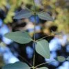 Grace Cold Hardy Eucalyptus Tree (Eucalyptus Elliptica) - 1 Gallon Pot -Plant Sale Shop eucalyptus elliptica grace 1