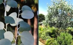 Mappa Tassie Cold Hardy Eucalyptus Tree (Eucalyptus Pauciflora) - Quart Pot -Plant Sale Shop eucalyptus mappa tassie combo 1