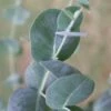 Big O Cold Hardy Eucalyptus Tree (Eucalyptus Neglecta) - 3 Quart Pot -Plant Sale Shop eucalyptus neglecta big 0 1