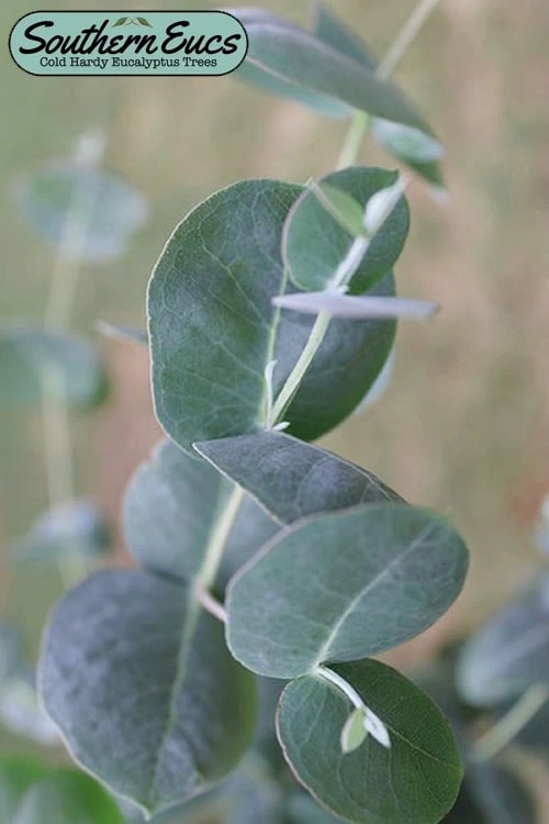 Big O Cold Hardy Eucalyptus Tree (Eucalyptus Neglecta) - 3 Quart Pot 3 Big O Cold Hardy Eucalyptus Tree (Eucalyptus Neglecta) - 3 Quart Pot