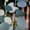 Mappa Tassie Cold Hardy Eucalyptus Tree (Eucalyptus Pauciflora) - Quart Pot -Plant Sale Shop eucalyptus pauciflora mappa tassie 1 1